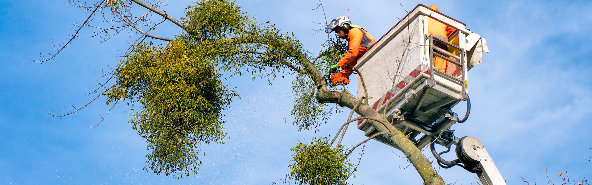 Titelbild baumpflege-storch.de